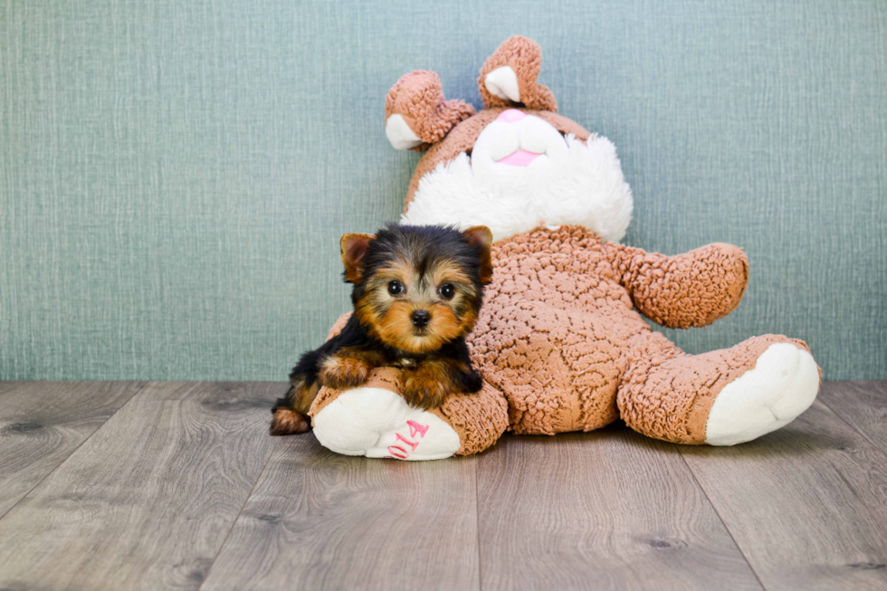 Meet Tinkerbell - our Yorkshire Terrier Puppy Photo 