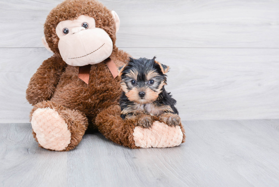 Meet Izzie - our Yorkshire Terrier Puppy Photo 