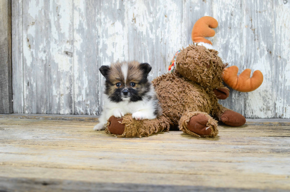 Funny Pomeranian Purebred Pup