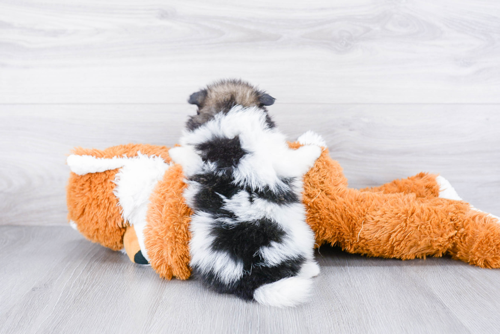 Little Pomeranian Baby