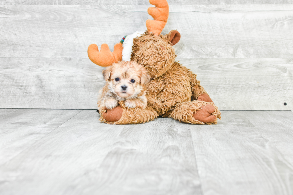 Cute Morkie Baby