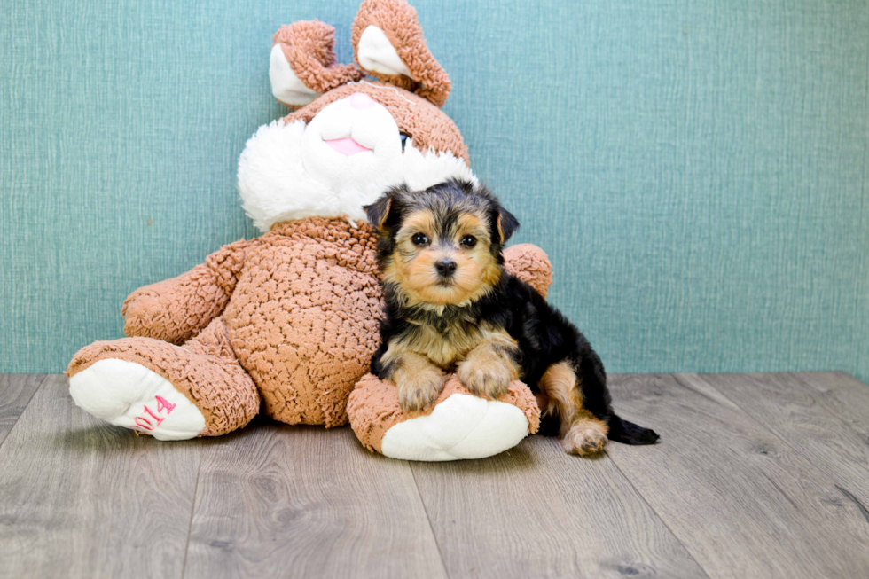 Best Morkie Baby