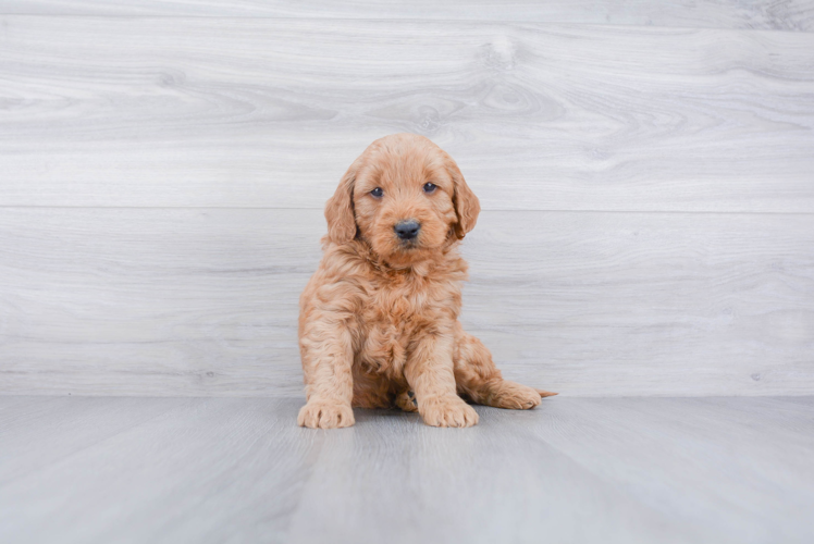 Playful Golden Retriever Poodle Mix Puppy