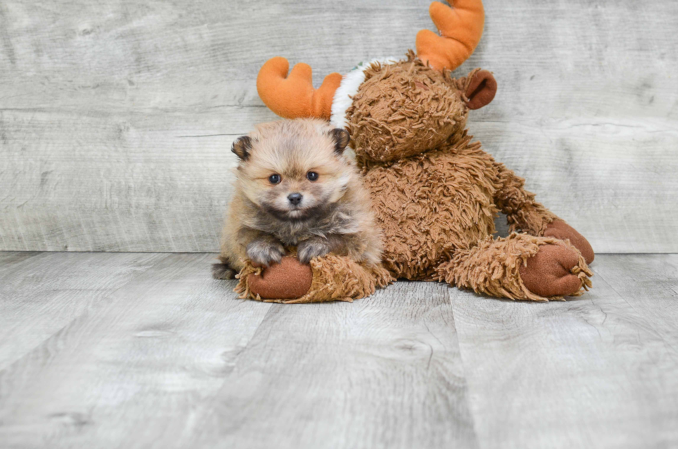 Playful Pomeranian Baby