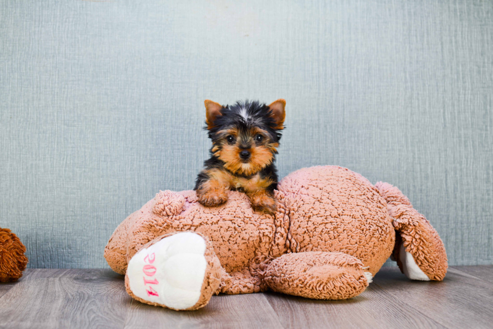 Meet Beckham - our Yorkshire Terrier Puppy Photo 