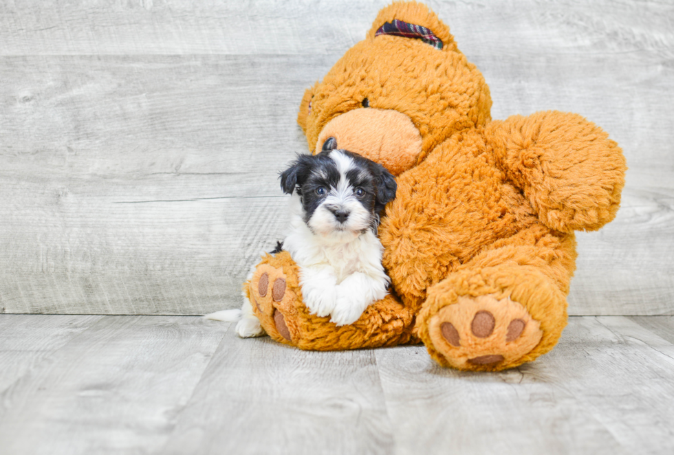 Best Havanese Baby