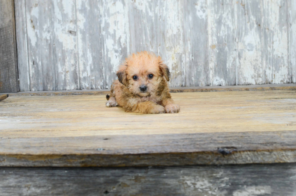 Sweet Morkie Baby