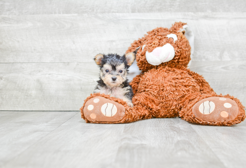 Little Yorkie Designer Puppy