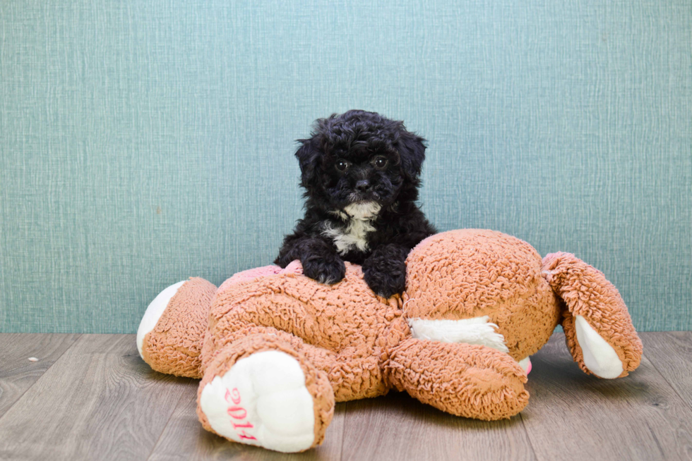 Best Cavapoo Baby