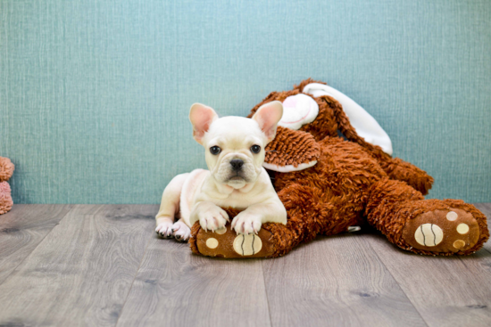 Best French Bulldog Baby