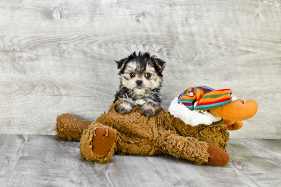 Morkie Pup Being Cute