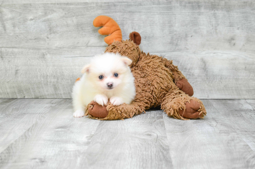 Pomeranian Pup Being Cute