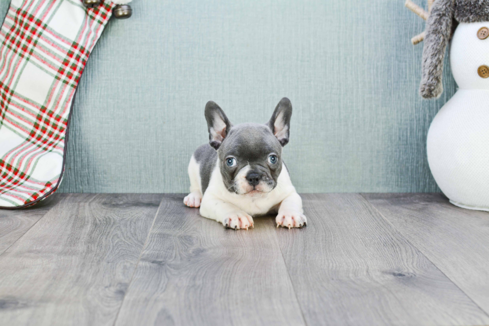 Popular French Bulldog Purebred Pup