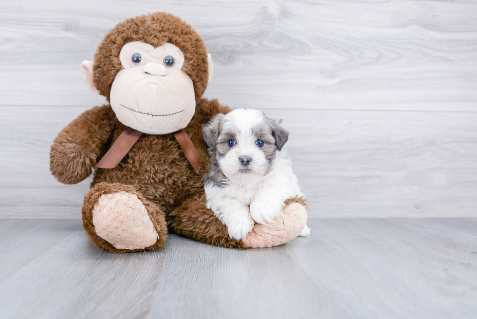 Teddy Bear Pup Being Cute