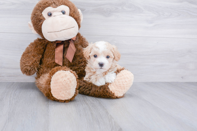 Fluffy Maltipoo Poodle Mix Pup