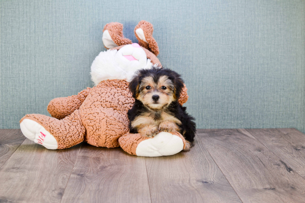 Friendly Morkie Baby