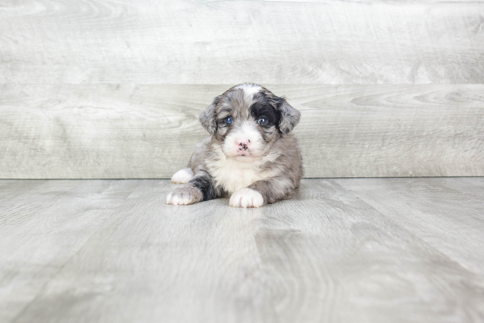 Mini Bernedoodle Puppy for Adoption