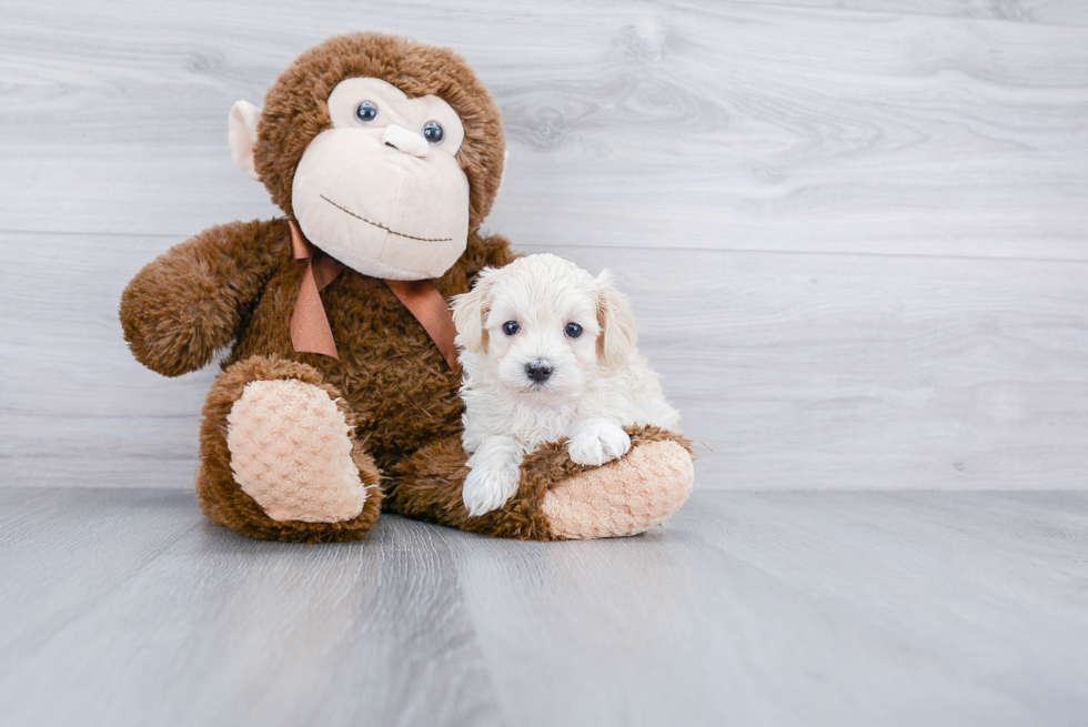 Maltipoo Pup Being Cute