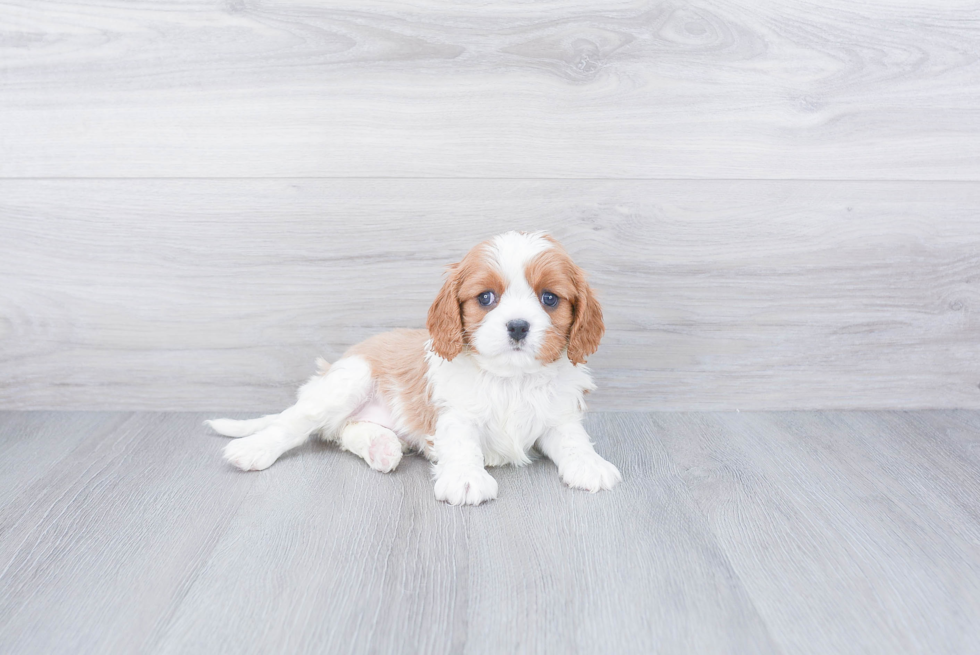 Cavalier King Charles Spaniel Pup Being Cute