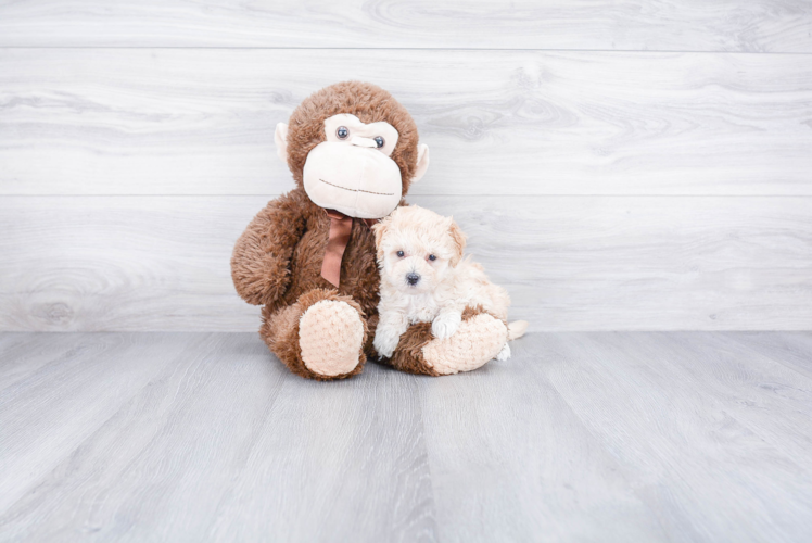 Happy Maltipoo Baby