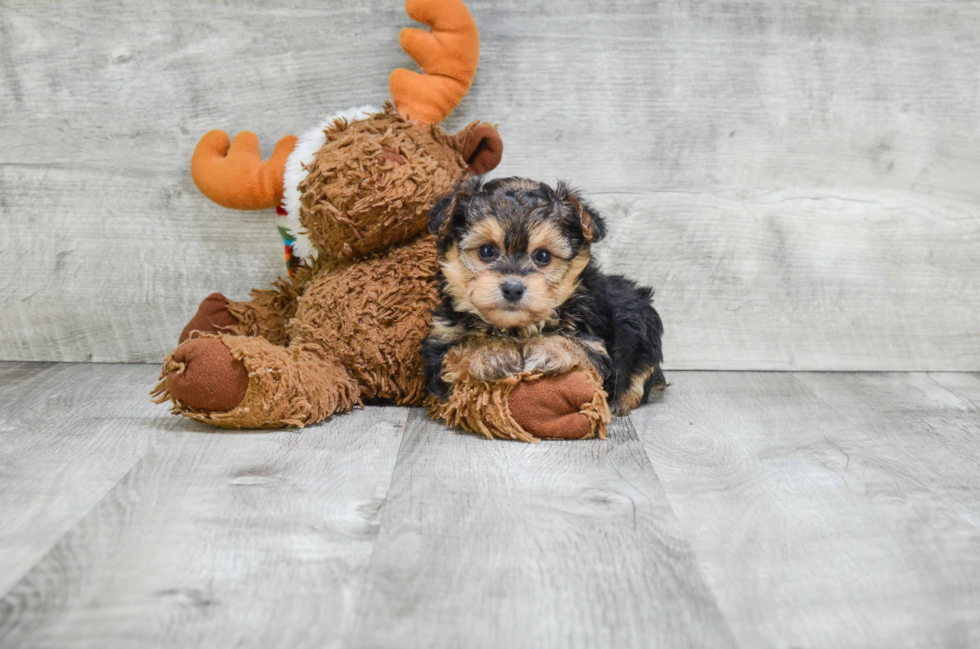 Petite Morkie Designer Pup