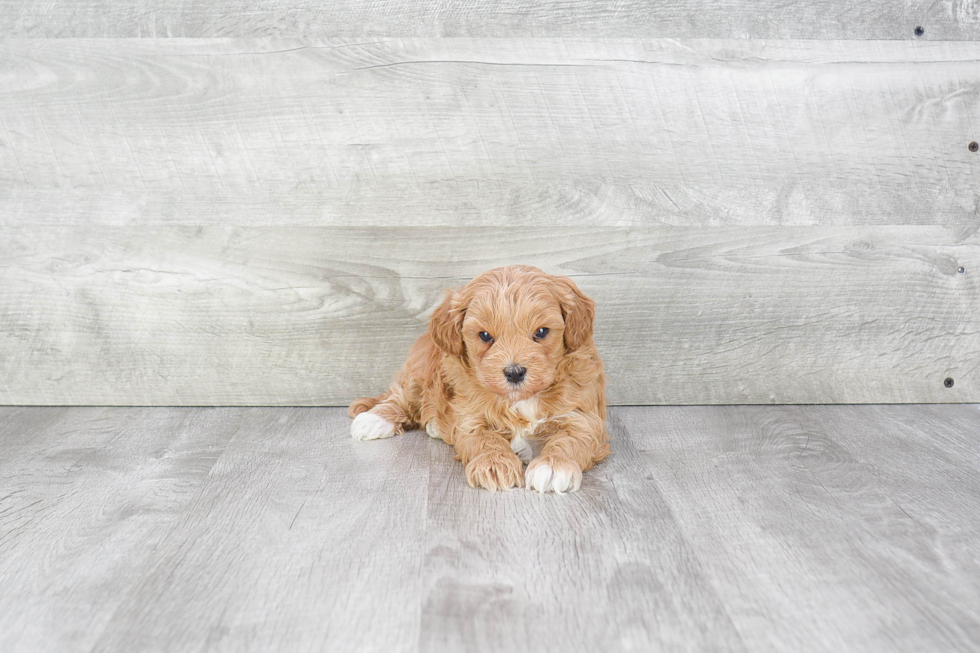 Fluffy Cavapoo Poodle Mix Pup