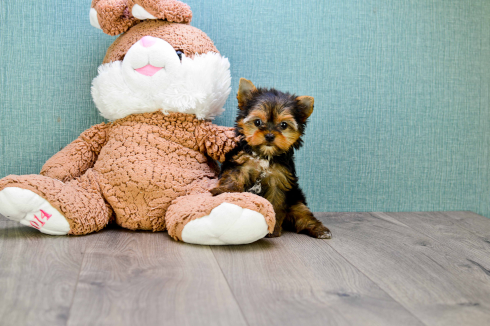 Meet Tinkerbell - our Yorkshire Terrier Puppy Photo 