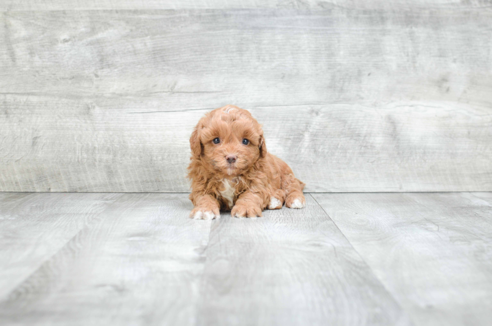 Maltipoo Puppy for Adoption