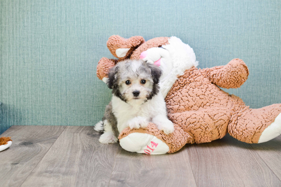 Havanese Puppy for Adoption