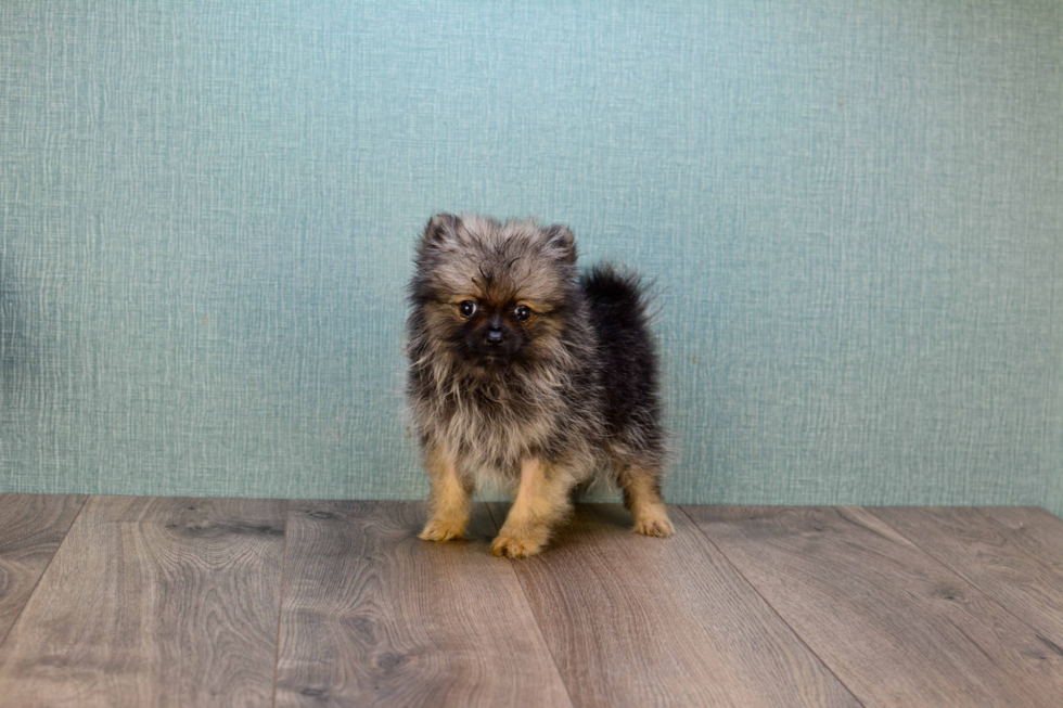 Hypoallergenic Pomeranian Purebred Pup