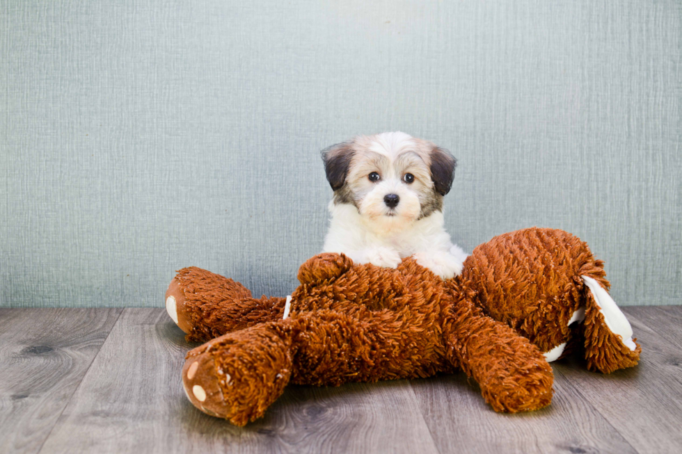 Funny Havanese Baby