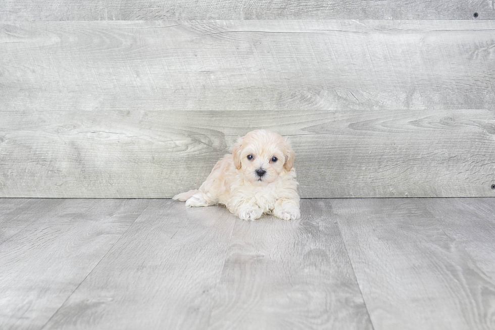 Happy Maltipoo Baby