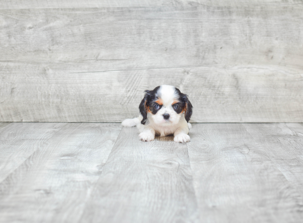 Akc Registered Cavalier King Charles Spaniel Baby