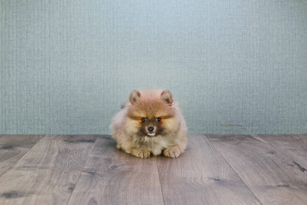 Pomeranian Pup Being Cute