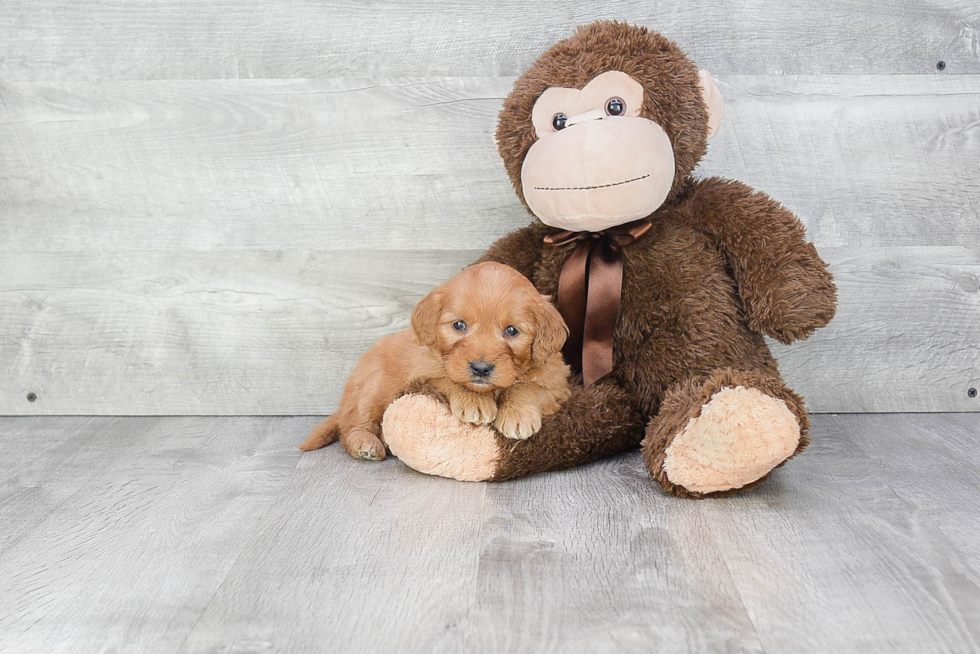 Funny Mini Goldendoodle Poodle Mix Pup