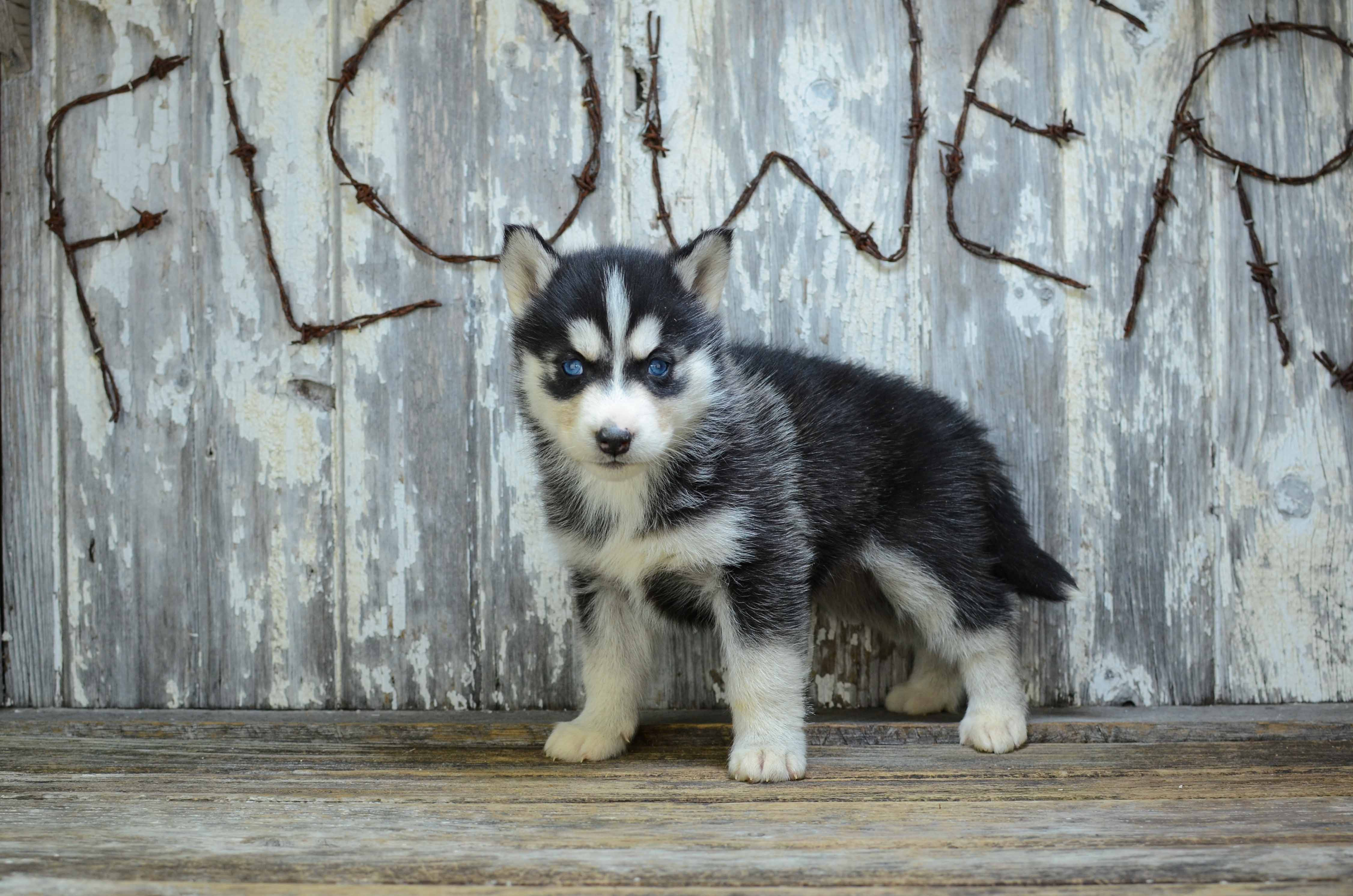 Cute Siberian Husky Mix Pup