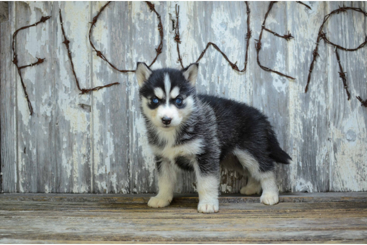 Cute Siberian Husky Mix Pup