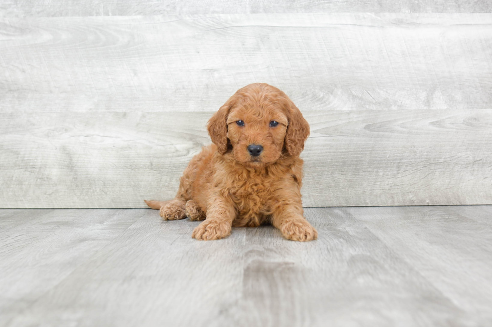 Happy Mini Goldendoodle Baby