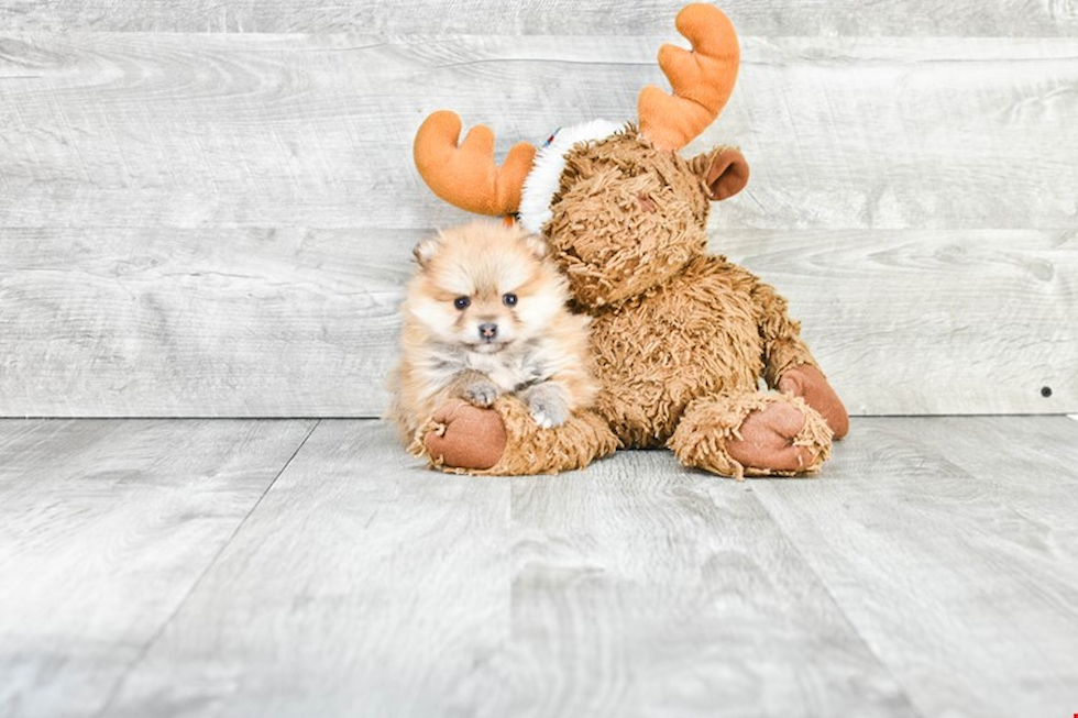 Energetic Pomeranian Purebred Puppy