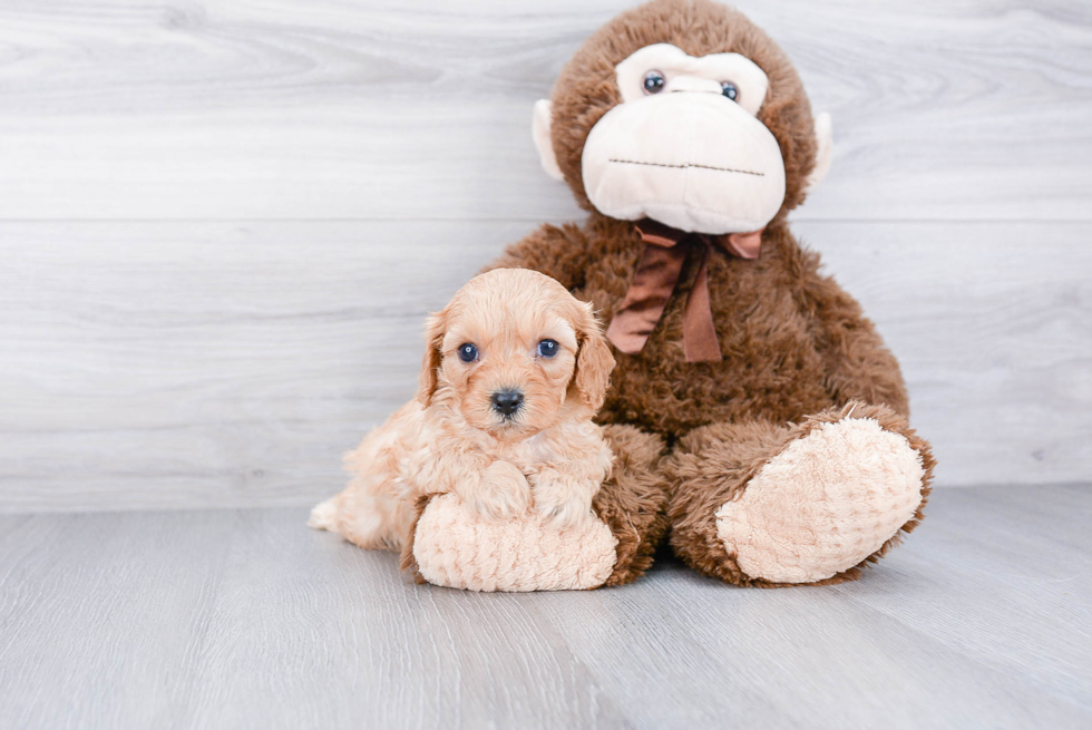 Smart Cavapoo Poodle Mix Pup