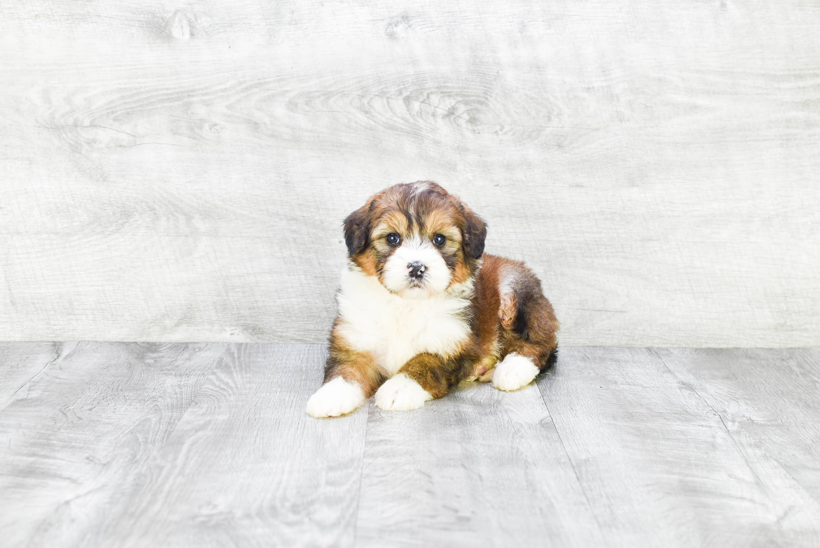Mini Bernedoodle Puppy for Adoption