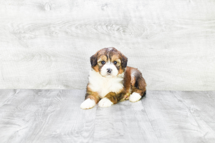Mini Bernedoodle Puppy for Adoption