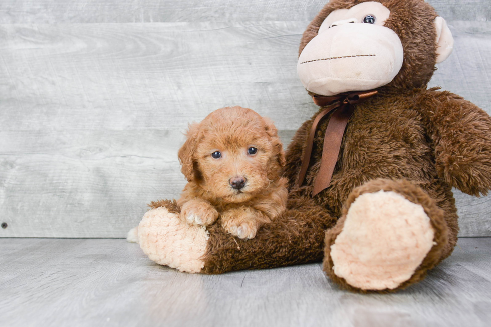 Funny Cavapoo Poodle Mix Pup