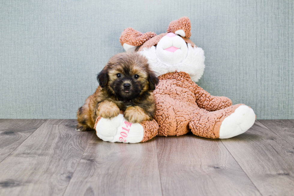 Teddy Bear Pup Being Cute