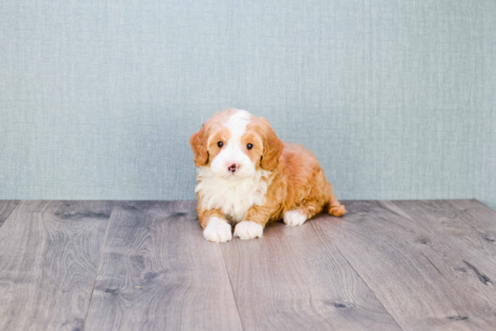 Popular Mini Goldendoodle Poodle Mix Pup