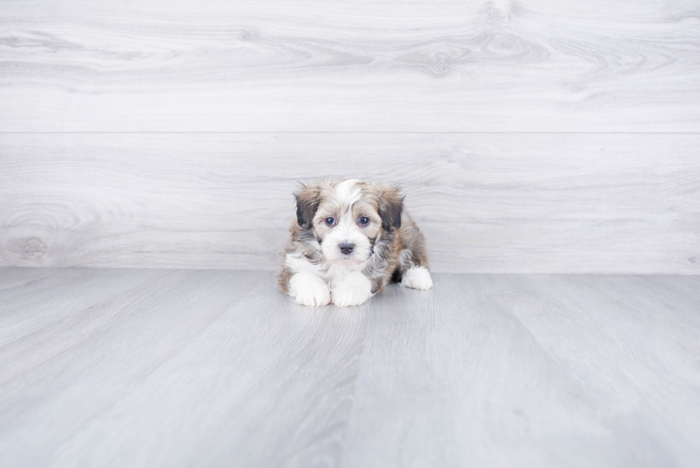 Adorable Aussiepoo Poodle Mix Puppy