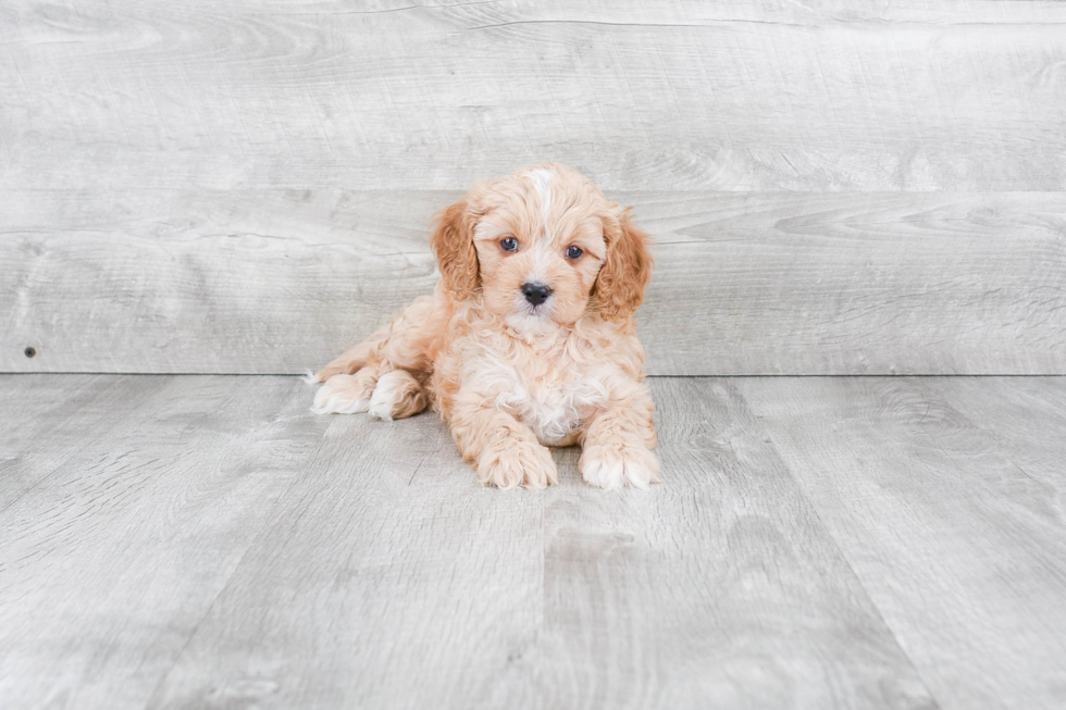 Little Cavoodle Poodle Mix Puppy