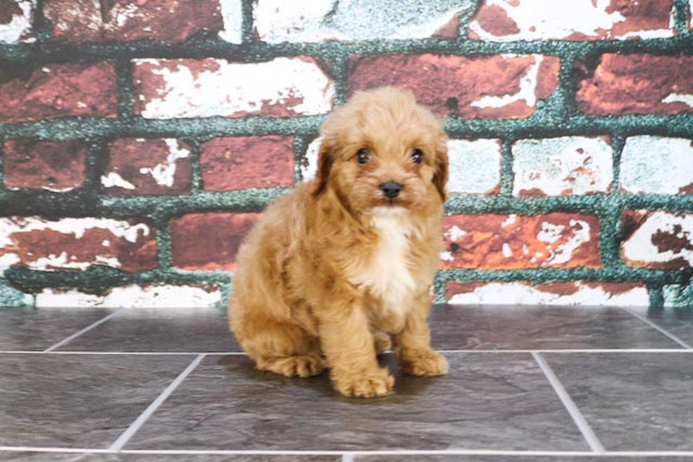 Cavapoo Pup Being Cute