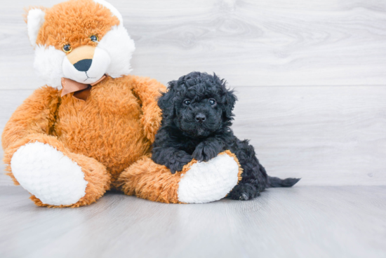 Mini Bernedoodle Pup Being Cute