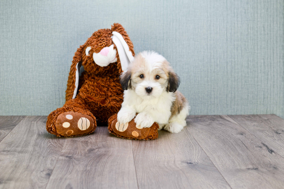 Hypoallergenic Havanese Baby